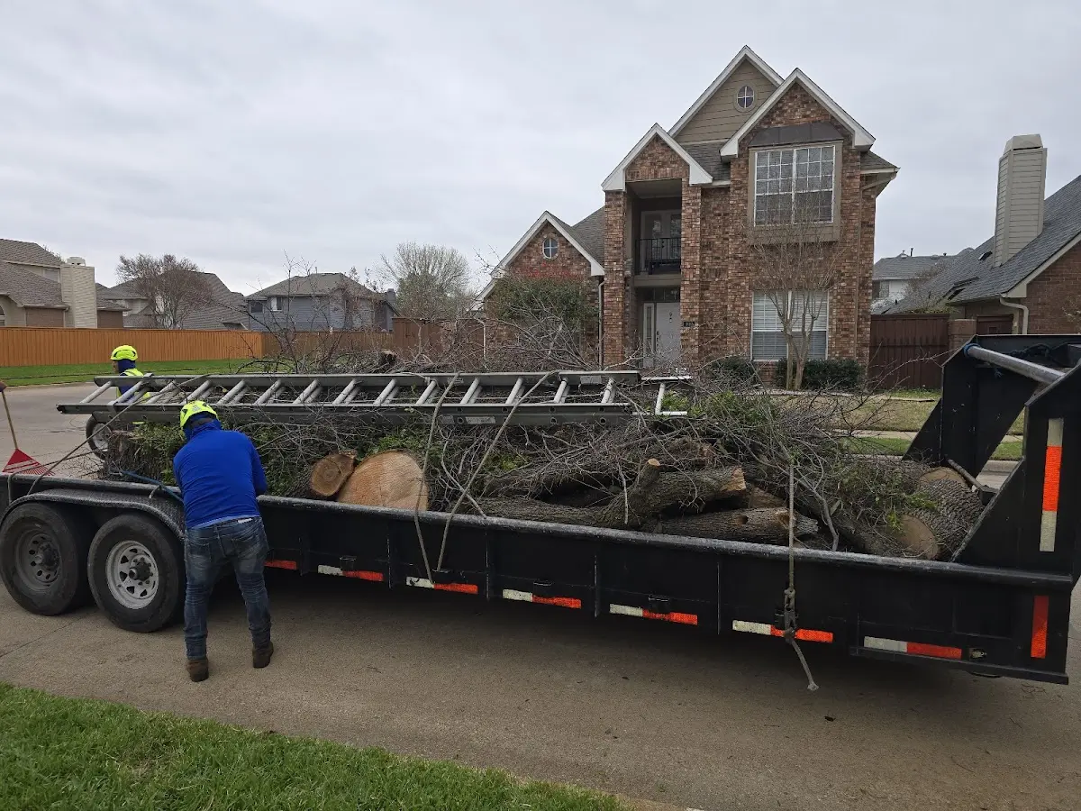 Expert Tree Removal with proper safety equipment in Kensington
